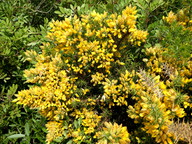 Ulex parviflorus