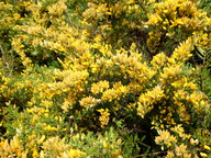 Ulex parviflorus