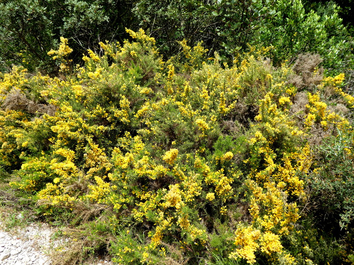 Ulex parviflorus