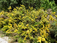 Ulex parviflorus