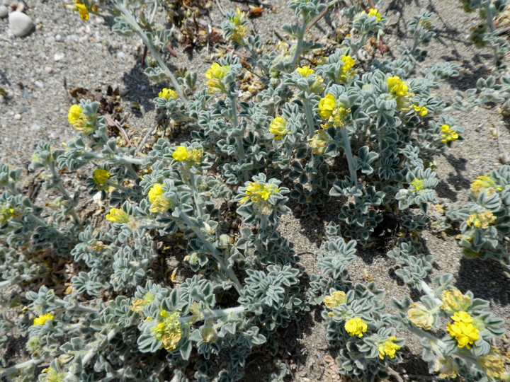 Medicago marina