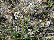 Lobularia maritima