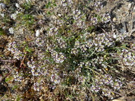 Lobularia maritima