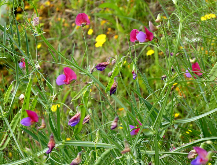 Lathyrus clymenum