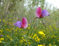 Lathyrus clymenum