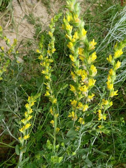 Anthyllis cytisoides