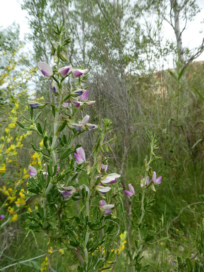 Ononis tridentata