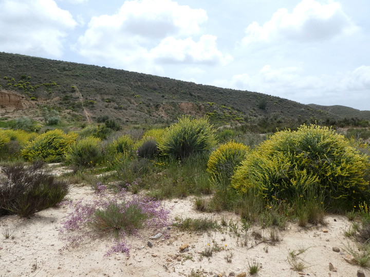 Anthyllis cytisoides