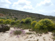 Anthyllis cytisoides