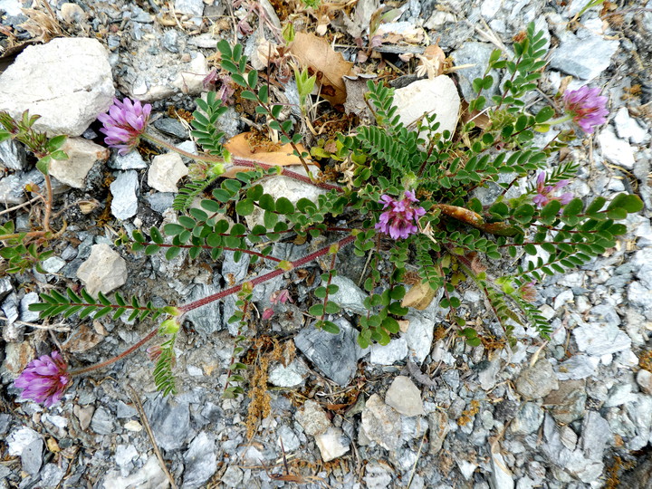 Astragalus echinatus