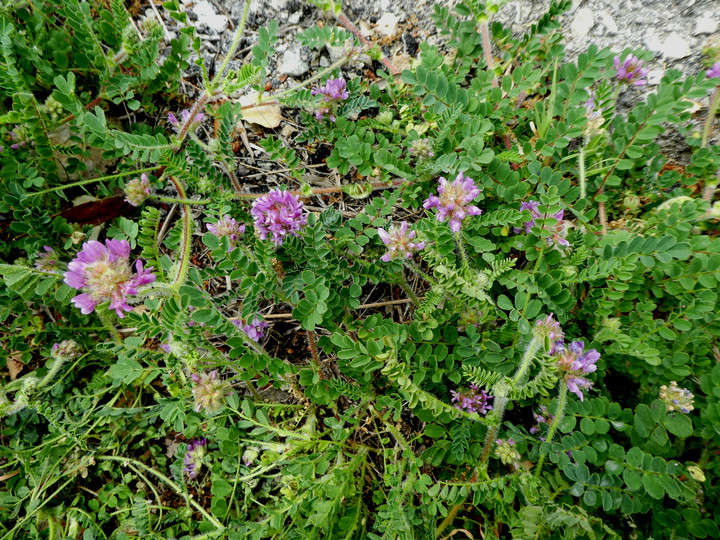 Astragalus echinatus