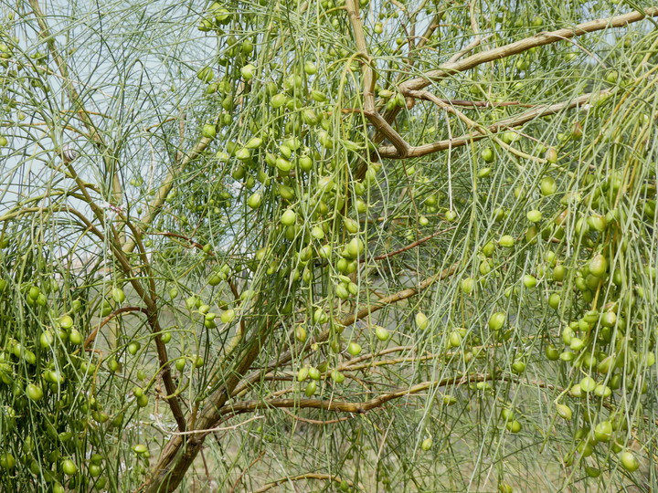 Retama monosperma