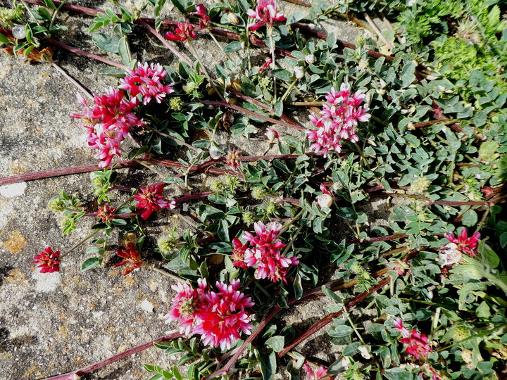 Hedysarum coronarium