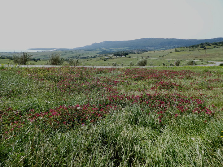 Hedysarum coronarium