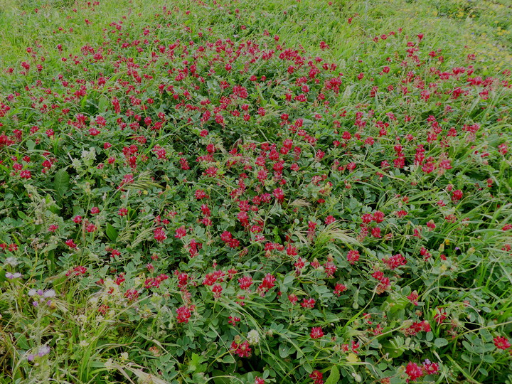 Hedysarum coronarium