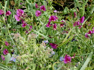 Lathyrus tingitanus