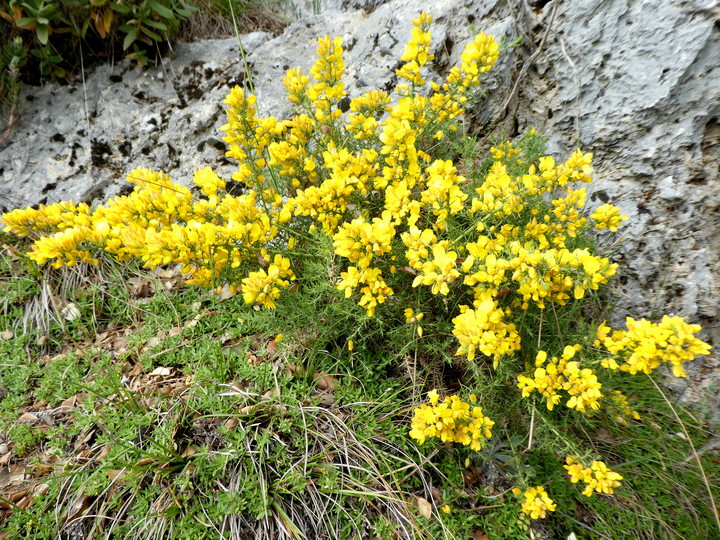 Ulex parviflorus