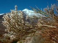 Spartocytisus supranubius