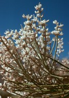 Spartocytisus supranubius