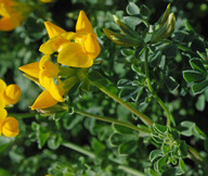 Lotus lancerottensis