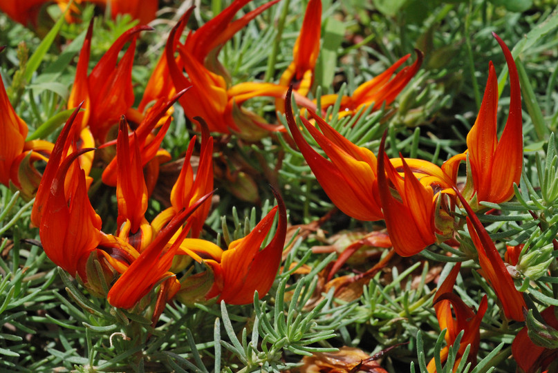 Lotus berthelotii