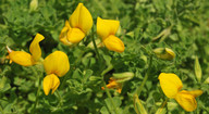 Lotus calli-viridis