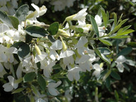 Chamaecytisus proliferus