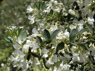 Chamaecytisus proliferus