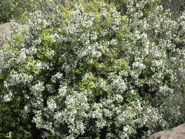 Chamaecytisus proliferus