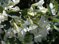 Chamaecytisus proliferus