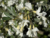 Chamaecytisus proliferus