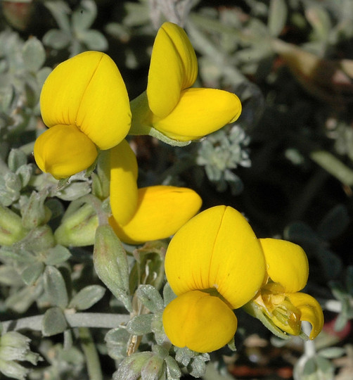 Lotus leptophyllus