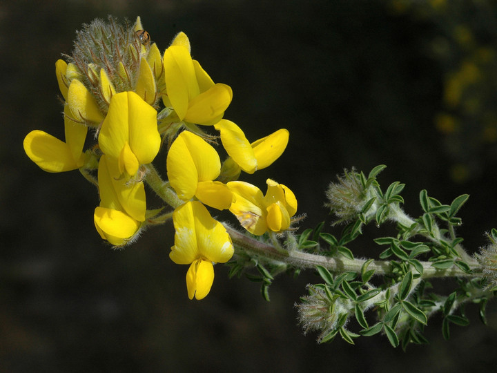 Adenocarpus foliolosus