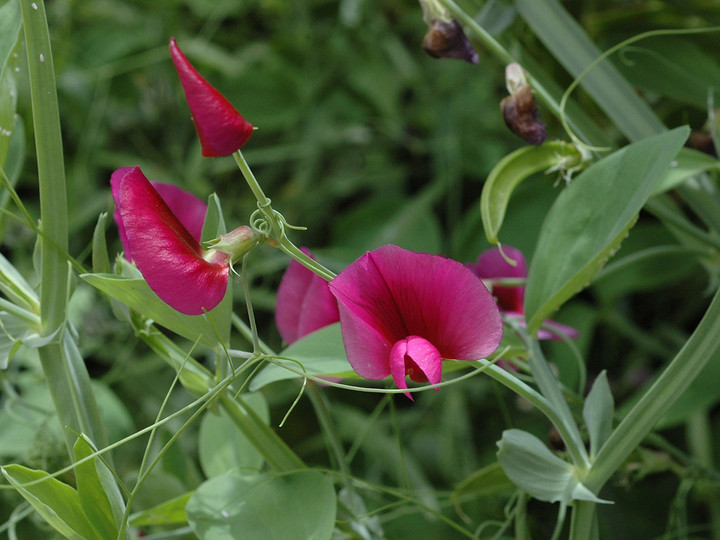 Lathyrus tingitanus