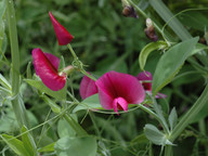 Lathyrus tingitanus