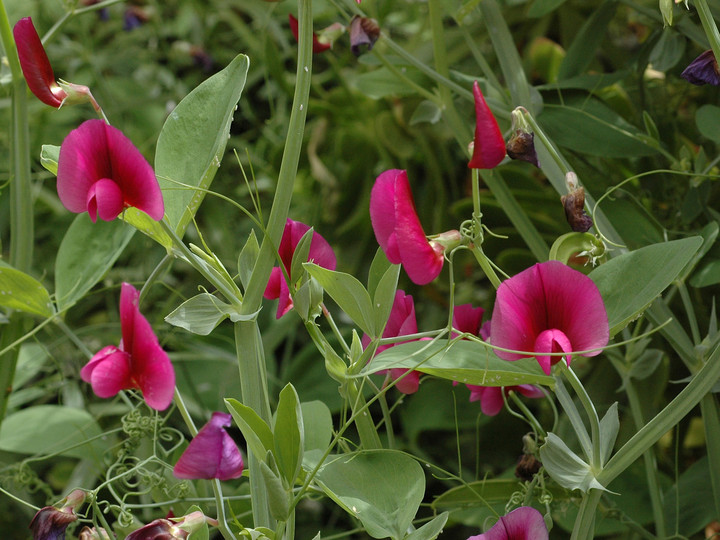 Lathyrus tingitanus