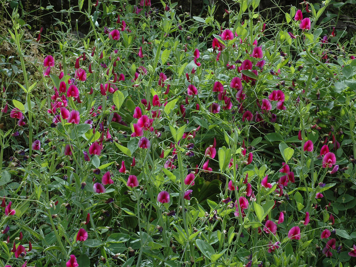 Lathyrus tingitanus