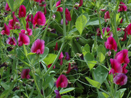 Lathyrus tingitanus