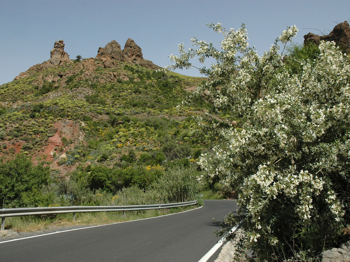 Chamaecytisus proliferus