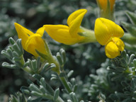 Lotus sessilifolius