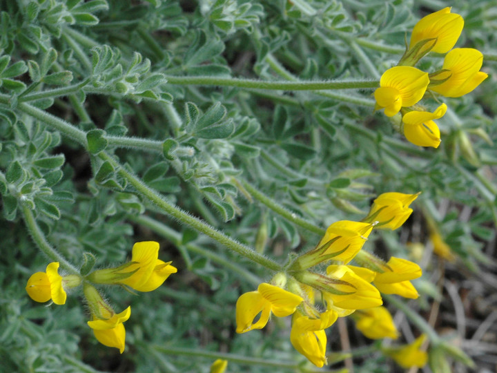 Lotus campylocladus