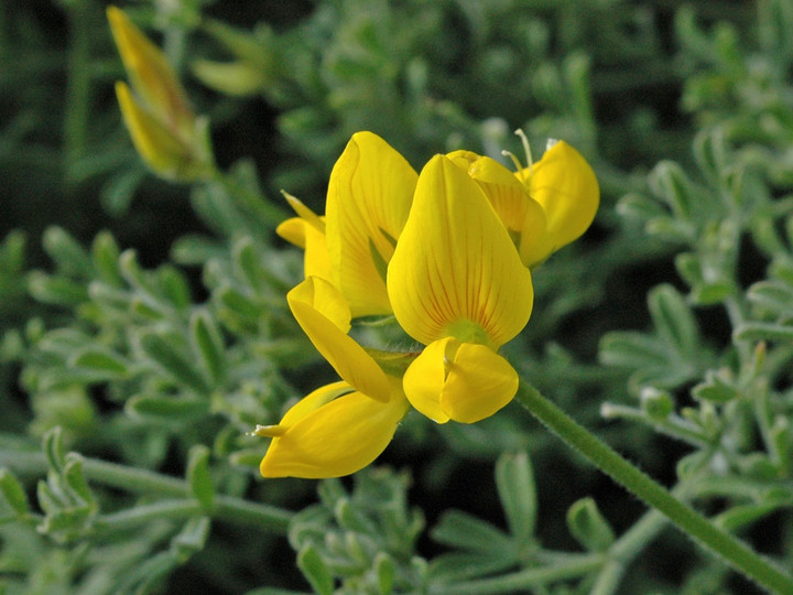 Lotus campylocladus