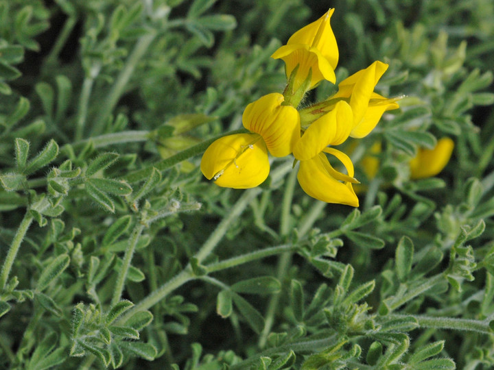 Lotus campylocladus