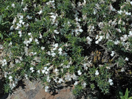 Chamaecytisus proliferus f. prostrata