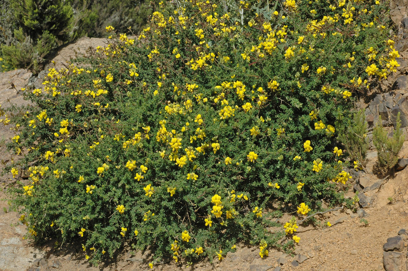 Adenocarpus foliolosus