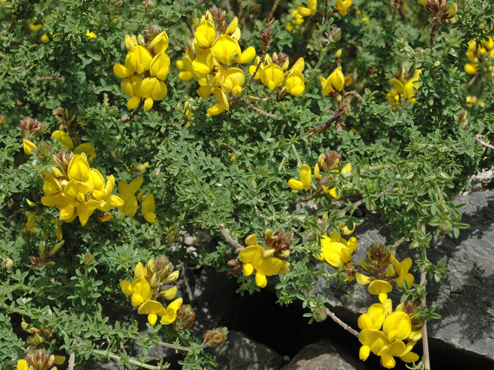 Adenocarpus foliolosus