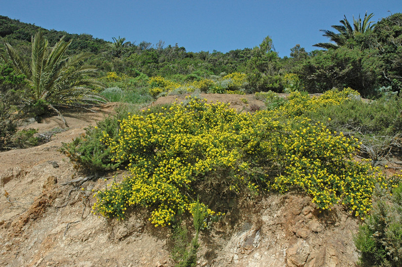 Adenocarpus foliolosus