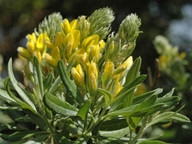 Teline linifolia