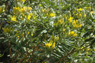 Teline linifolia