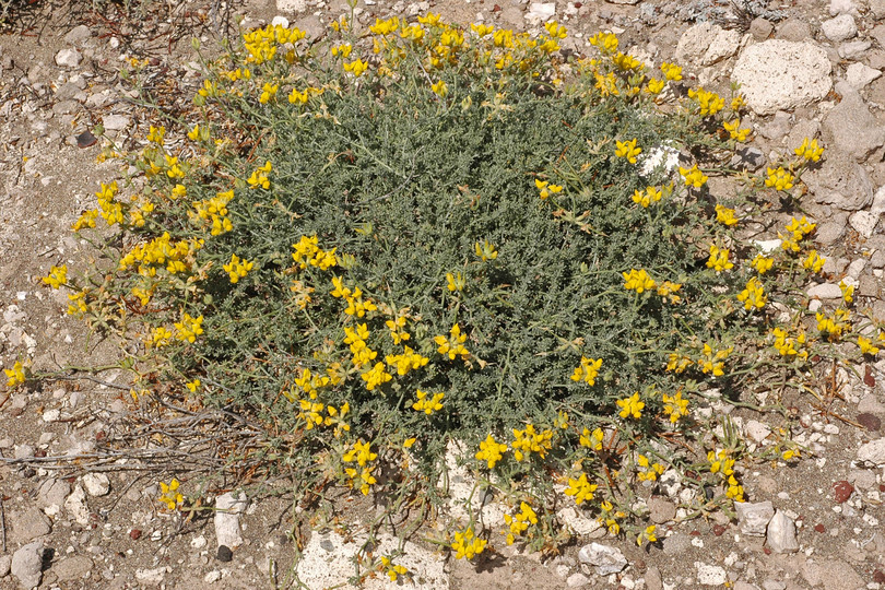 Lotus sessilifolius